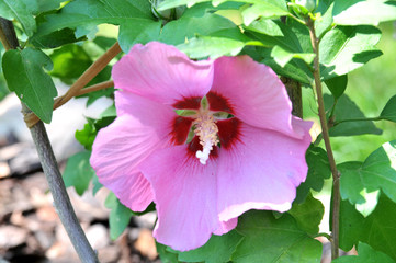 hibiskus © PAWEL
