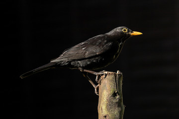 Common Blackbird feeding on a log in a UK garden