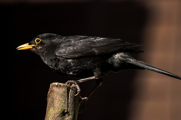 Common Blackbird feeding on a log in a UK garden