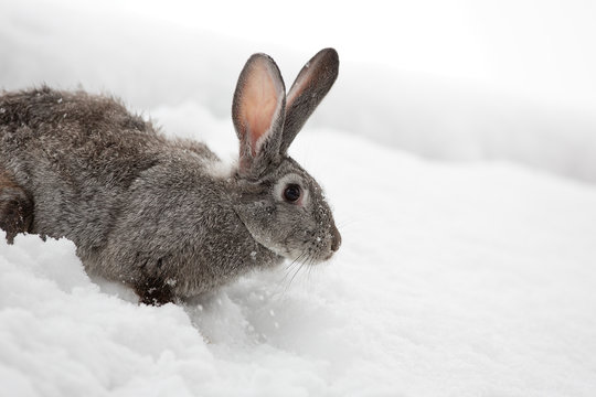 gray hare in the snow, snow bunny, outdoors, close-up