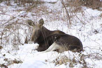 łoś © PAWEL