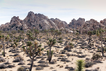 Large granite outcrop stands in the California desert under a cloudy sky surrounded by Joshua Trees