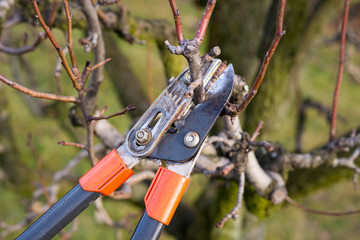 gardener pruning fruit trees with pruning shears