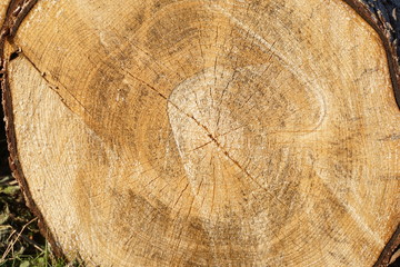 Fototapeta premium dicker Baumstamm