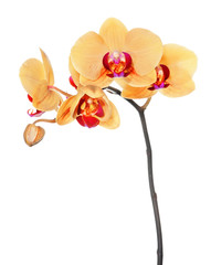 Fototapeta na wymiar Yellow phalaenopsis orchid isolated on white