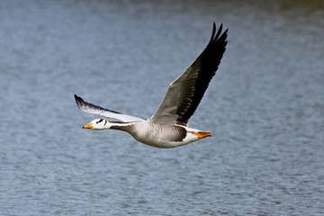 Kanadagans im Flug