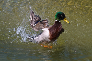 Stockente - Anas platyrhynchos