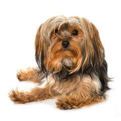 Liegender Yorkshire Terrier