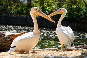Rosa Pelikan - Pelecanus onocrotalus