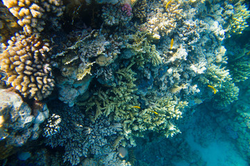 beautiful and diverse coral reef with fish of the red sea in Egypt, shooting under water
