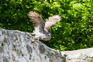 Schleiereule im Flug - Tyto alba