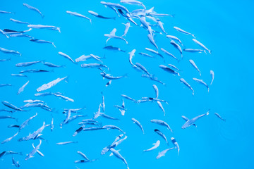 Fishes in the clear blue water, fishes in a clear blue tropical water