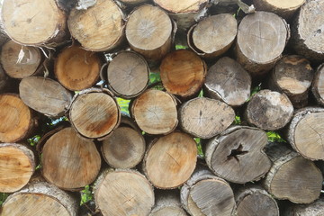 Fototapeta premium Woodpile