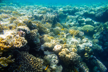 Fototapeta na wymiar beautiful and diverse coral reef with fish of the red sea in Egypt, shooting under water