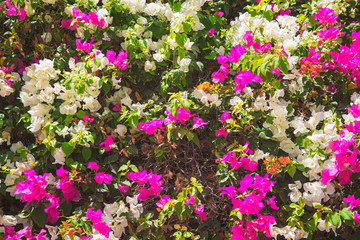 pink and white flowers with green leaves as background