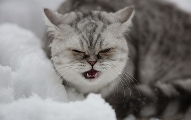 kitten in the snow, winter cat, Scottish cat
