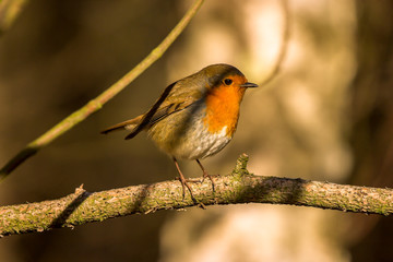 Robin perched on a branch 