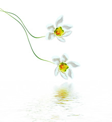 Naklejka na ściany i meble spring flowers snowdrops isolated on white background.