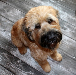 view of Briard, the French shepherd from above on a gray background