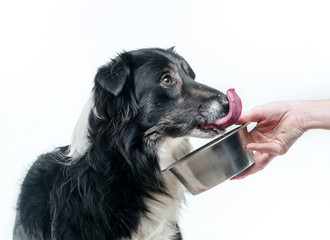 border collie against the owner hand with bowl of water