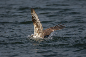 Fototapeta premium Osprey in lake during catch of fish