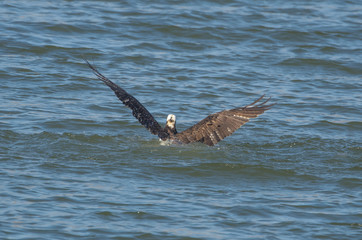 Osprey in lake during catch of fish