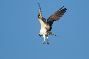 Fototapeta na wymiar Osprey hovering ready to dive with talons ready
