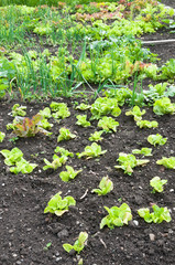 Fresh young green lettuce plants with other vetables in the background on a sunny vegetable garden patch