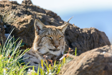 Lynx 13