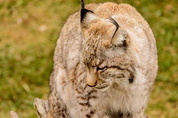 Lynx 5