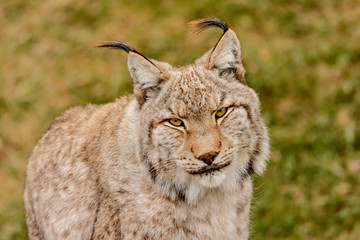 Lynx 7