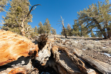 Very Old Bristlecone Pines at Bristlecone Pine Forest near Bisho © Laurens