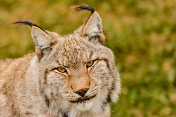 Lynx 8