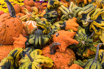 Fancy pumpkins and gourds