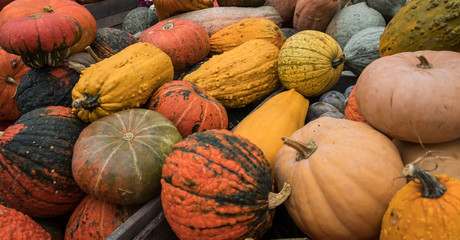 Pumpkins and gourds