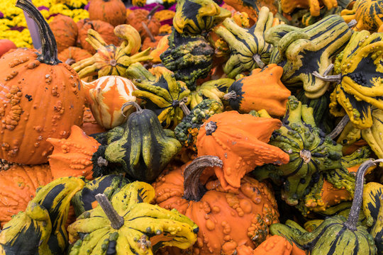 Fancy pumpkins and gourds