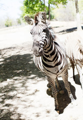 STRIPES