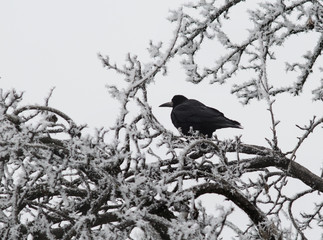 lonely crow on branch