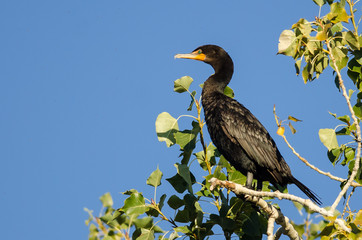 Double-Crested Cormorant Perched High in a Tree