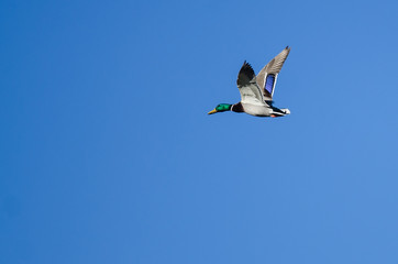 Male Mallard Duck Flying in a Blue Sky