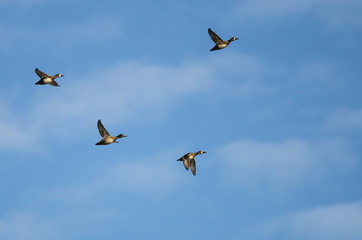 Four Ring-Necked Ducks Flying in a Blue Sky