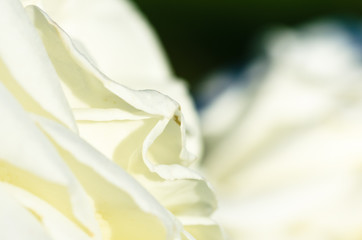 Fototapeta na wymiar Nature Abstract: Lost in the Gentle Folds of the Delicate White Rose