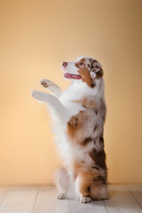 Dog breed Australian Shepherd, Aussie, portrait in the studio