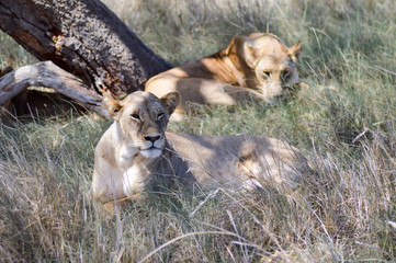 Two lionesses sleeping