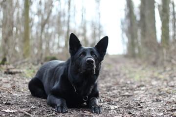 Naklejka premium Black German Shepherd lying in the woods