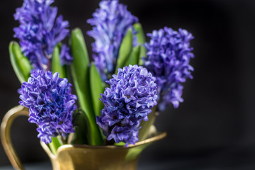 First spring flower - blue hyacinth in brass vase