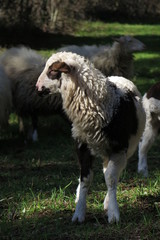 Obraz premium Agnello