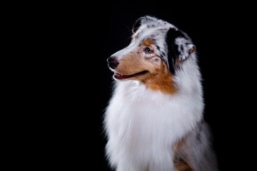 Dog breed Australian Shepherd, Aussie, portrait in the studio
