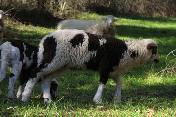 Obraz premium agnello