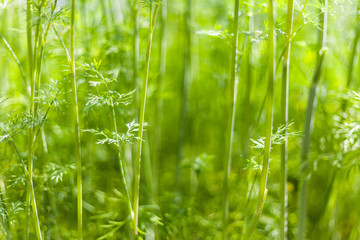 Dill plant and flower as agricultural background